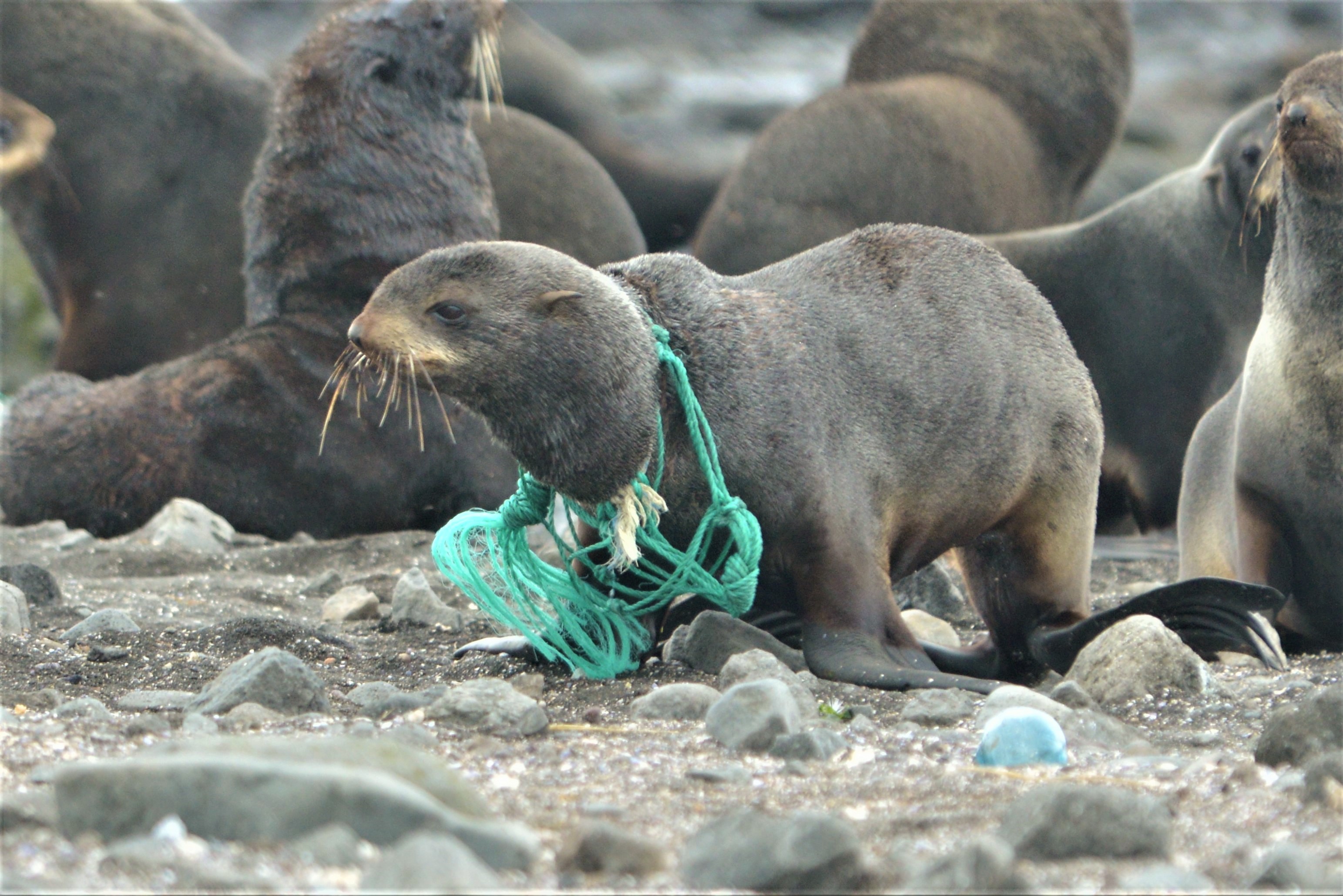 22 Seals Released from Plastic Debris on Commander Islands